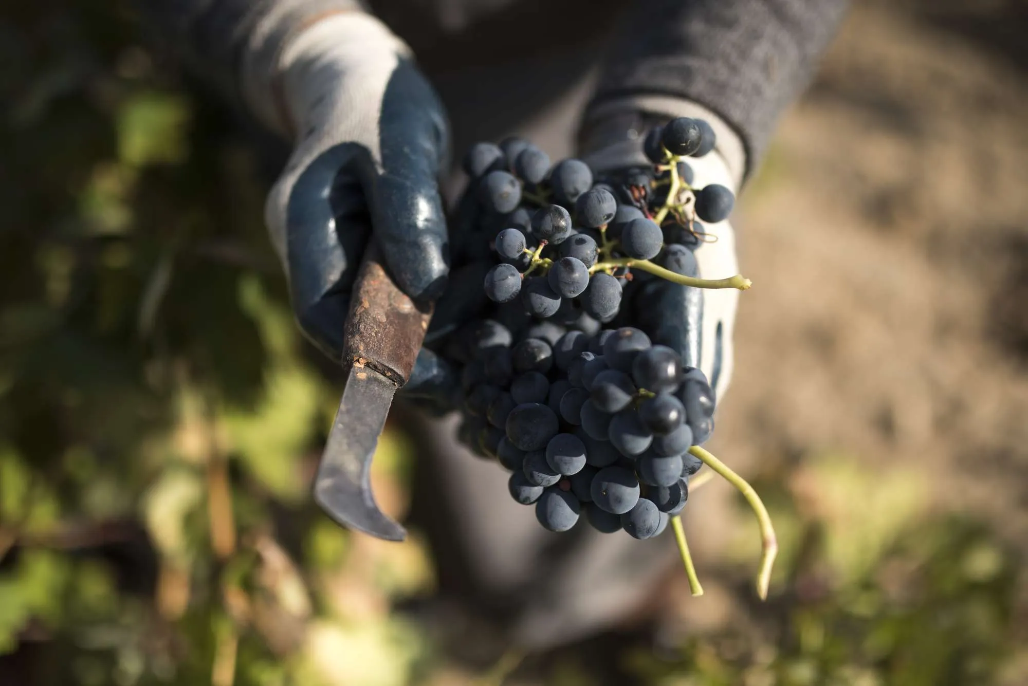Viñedos de la Ruta del Vino de Arribes del Duero