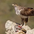 Águila perdicera