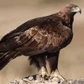 Águila real