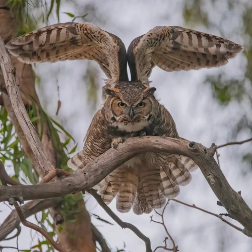 Aves rapaces en los Arribes del Duero — ornitología y birdwatching