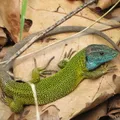 Lagarto verdinegro